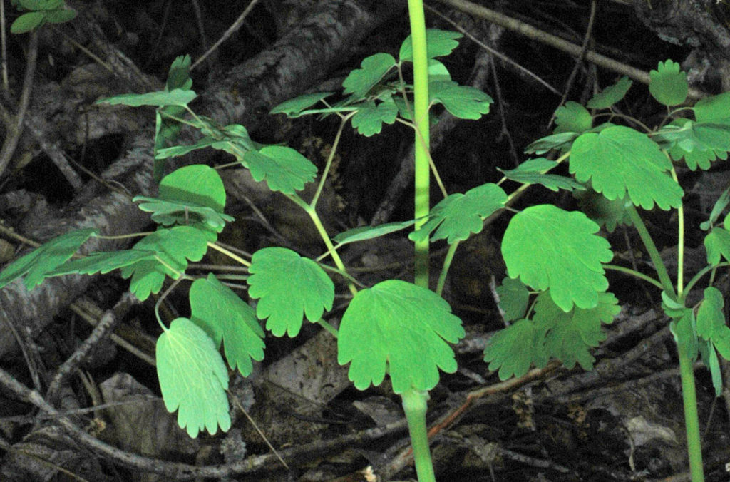 Flora of Eastern Washington Image: Thalictrum occidentale leaves in nature