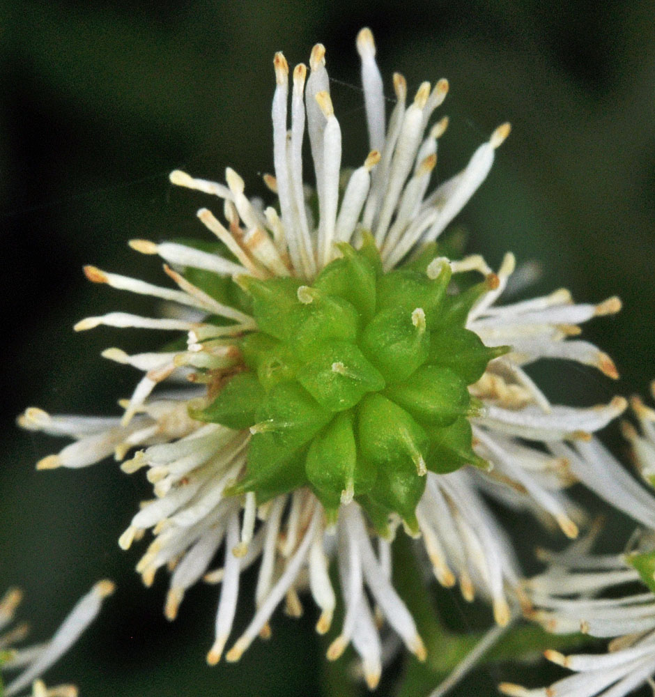Flora of Eastern Washington Image: Trautvetteria caroliniensis top view of flower bulbs