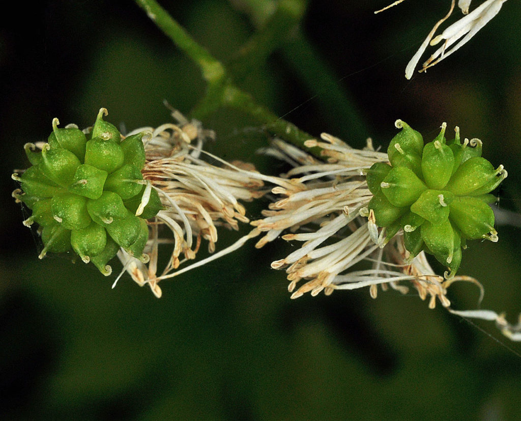 Flora of Eastern Washington Image: Trautvetteria caroliniensis branch split