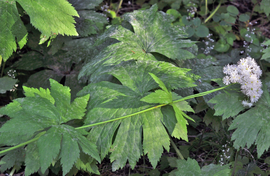 Flora of Eastern Washington Image: Trautvetteria caroliniensis zoom in on leaves in nature