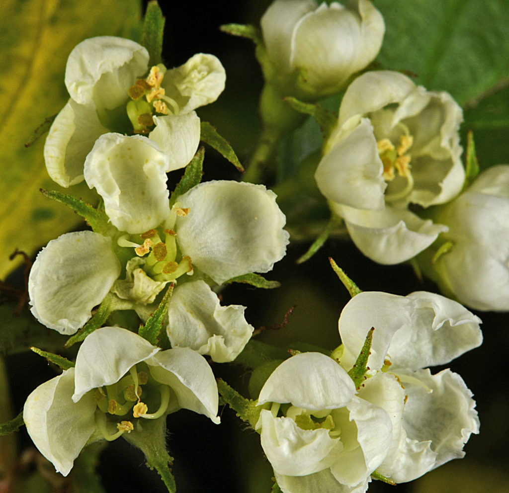 Flora of Eastern Washington Image: Crataegus castlegarensis 14