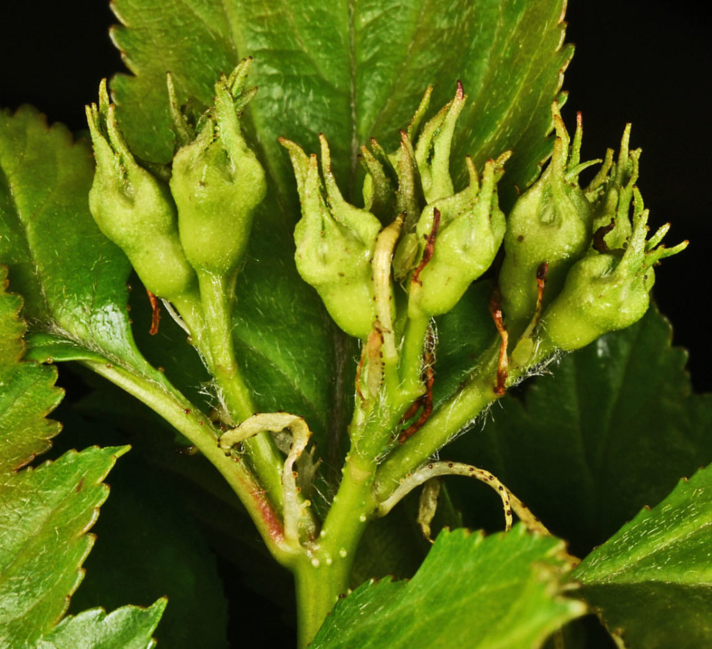 Flora of Eastern Washington Image: Crataegus castlegarensis 13