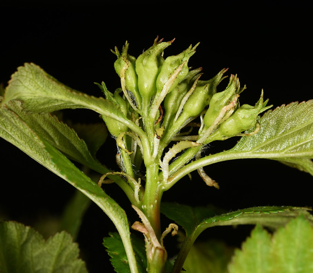 Flora of Eastern Washington Image: Crataegus castlegarensis 12