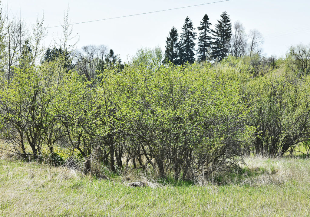 Flora of Eastern Washington Image: Crataegus castlegarensis 1