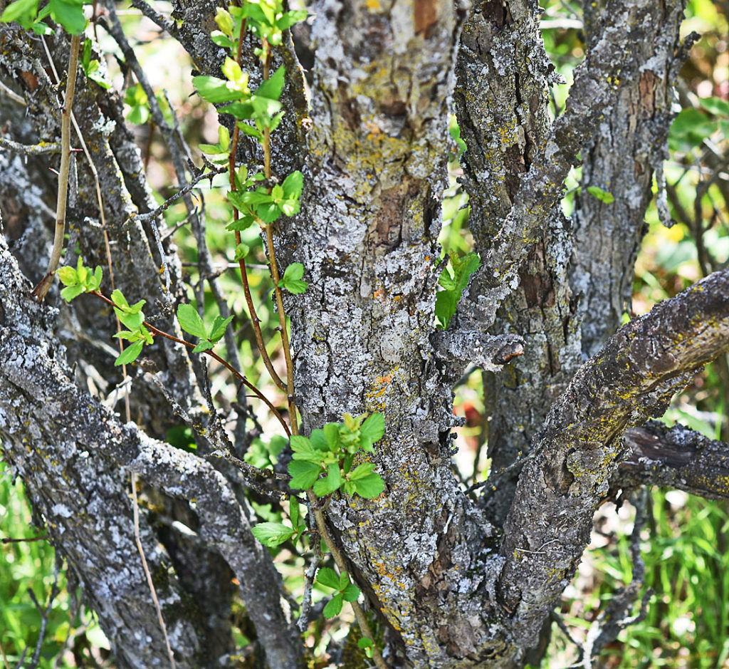 Flora of Eastern Washington Image: Crataegus castlegarensis 3