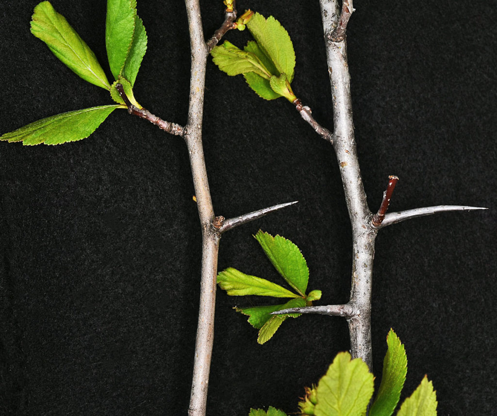 Flora of Eastern Washington Image: Crataegus castlegarensis 7