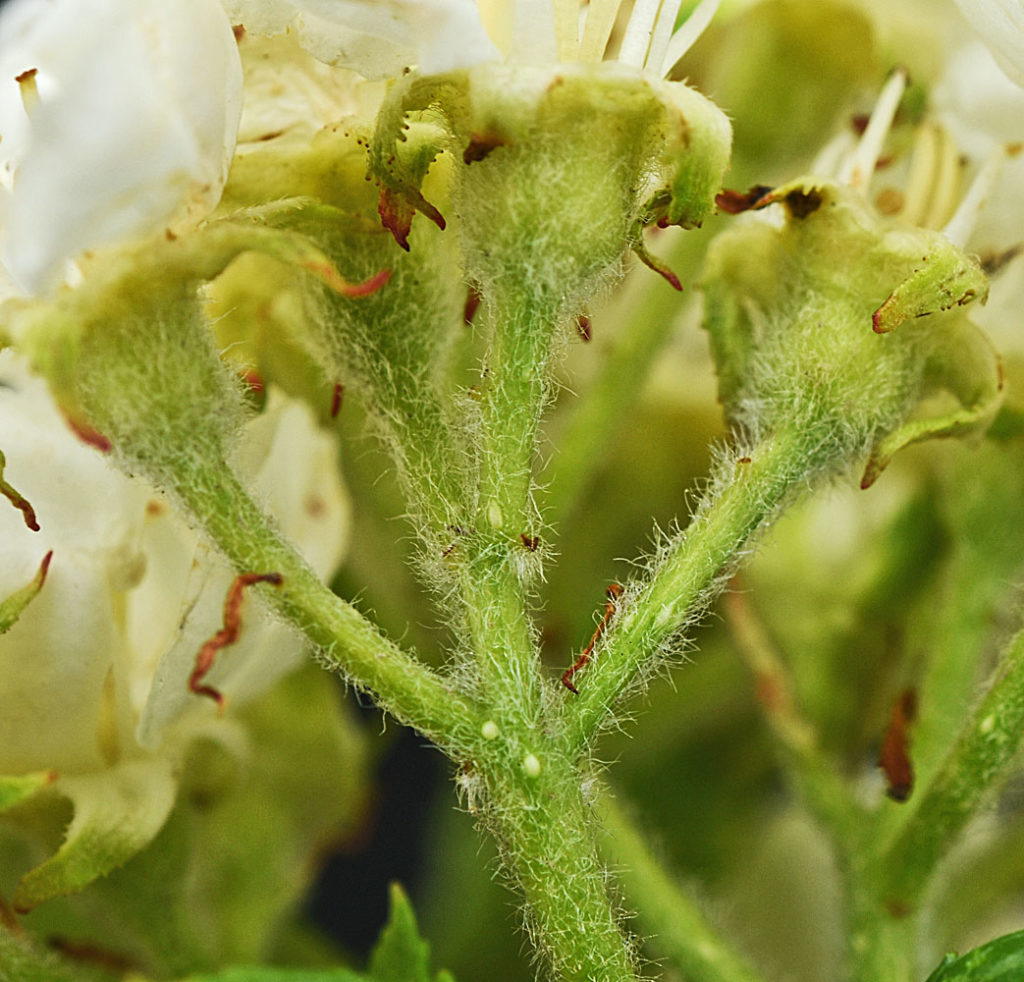 A photo of Crataegus chrysocarpa flowers from behind