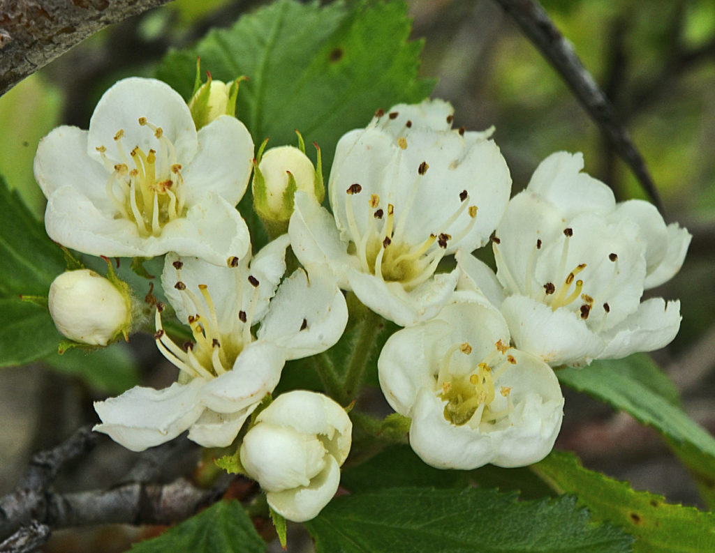 A photo of Crataegus chrysocarpa flowers and flower buds