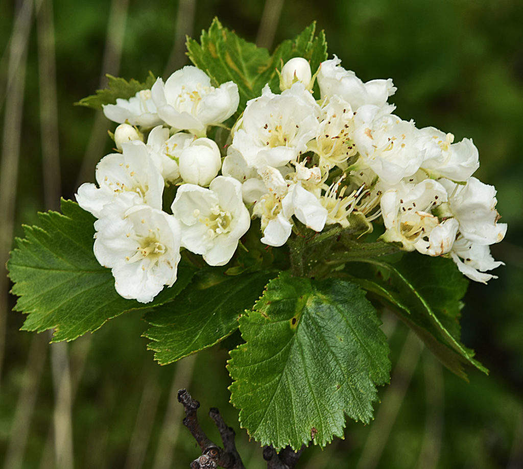 A photo of more Crataegus chrysocarpa flowers
