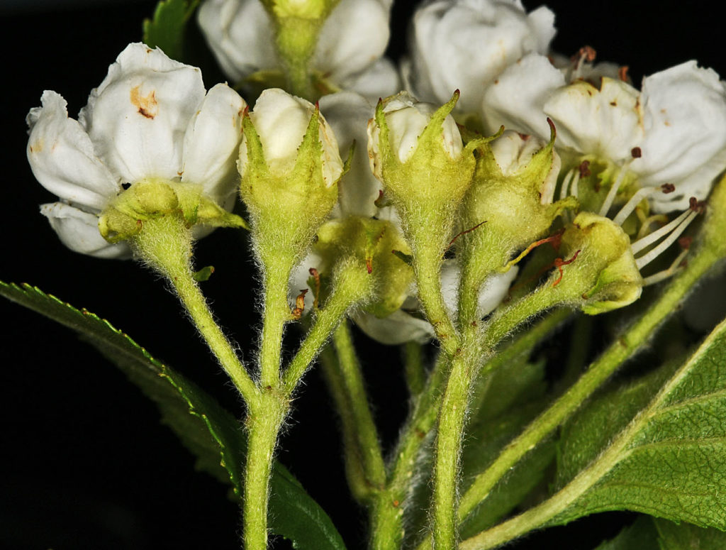 A photo of Crataegus chrysocarpa flower buds
