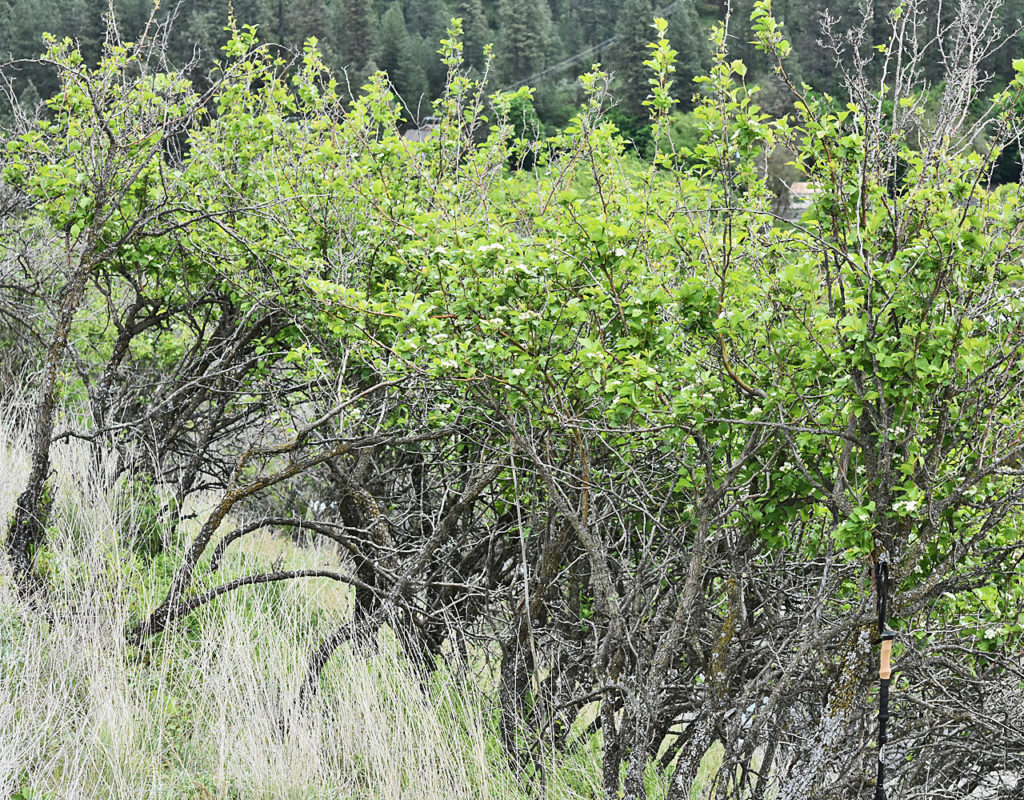Photo of Crataegus chrysocarpa in the wild