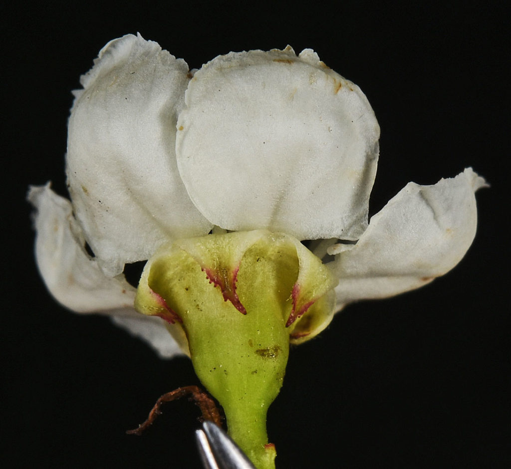 A photo of Crataegus douglasii flower from the back