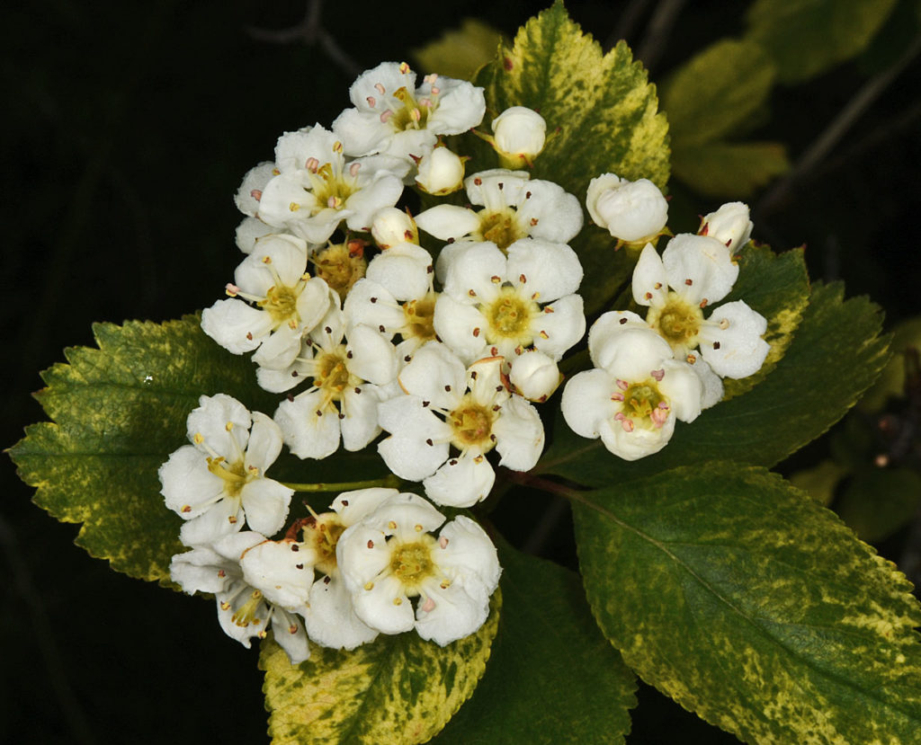 A photo of Crataegus douglasii flowers