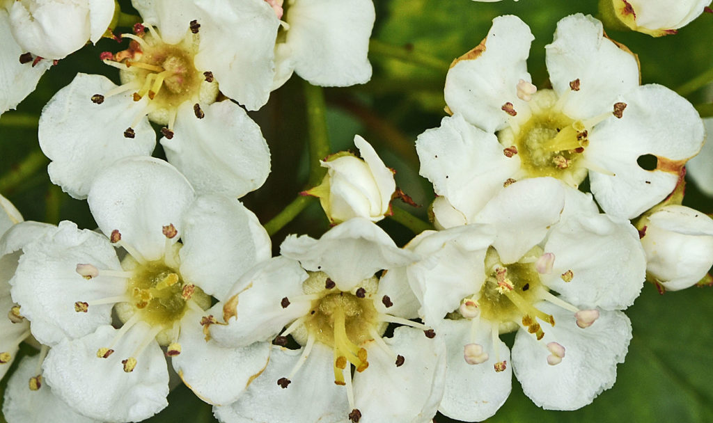 A photo of Crataegus douglasii flower where it was found