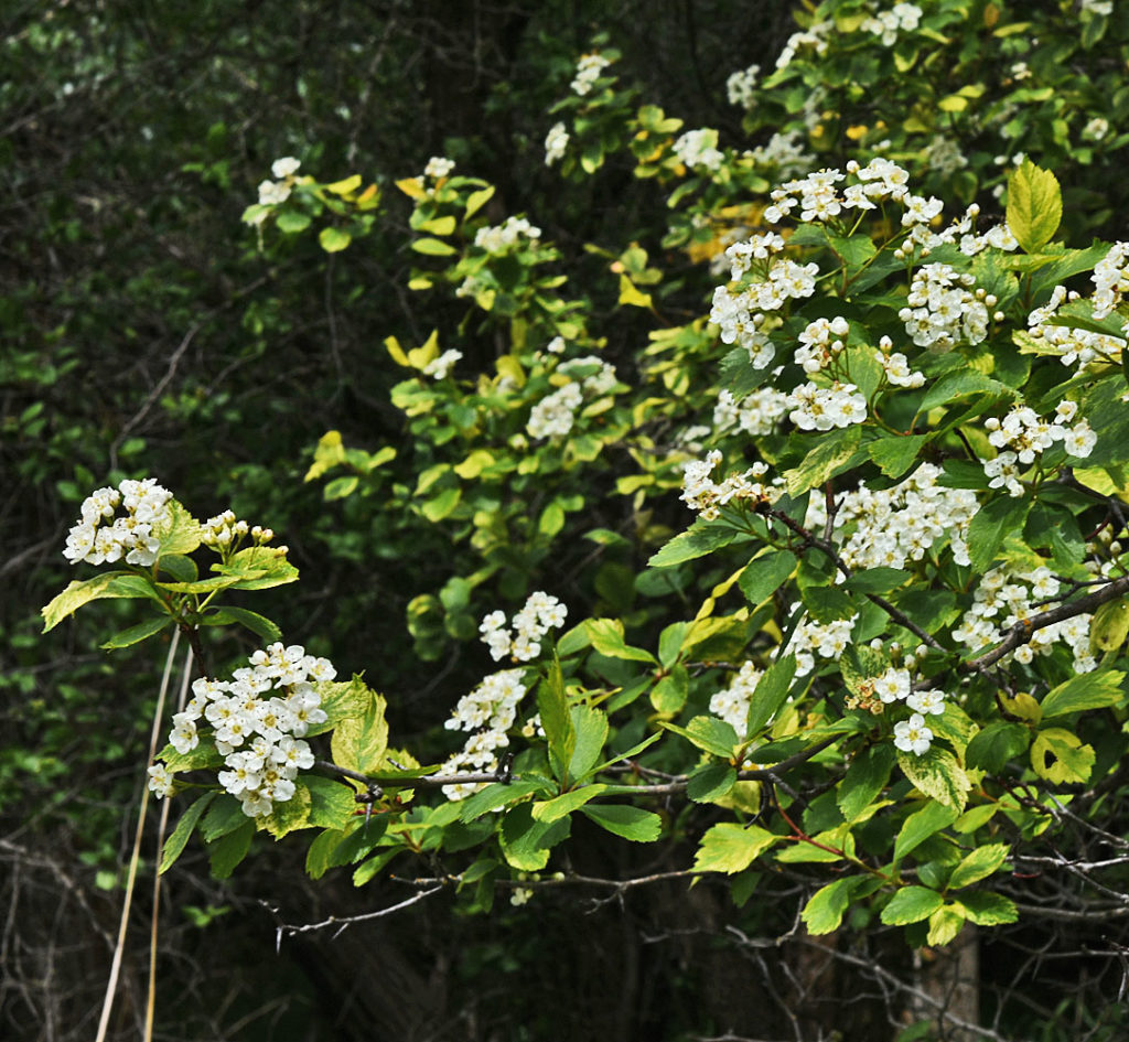 A photo of Crataegus douglasii in the wild where it was found