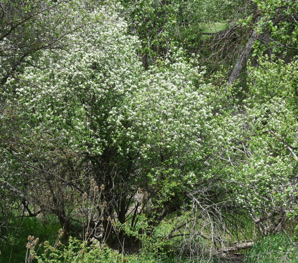 A photo of Crataegus douglasii where it was found