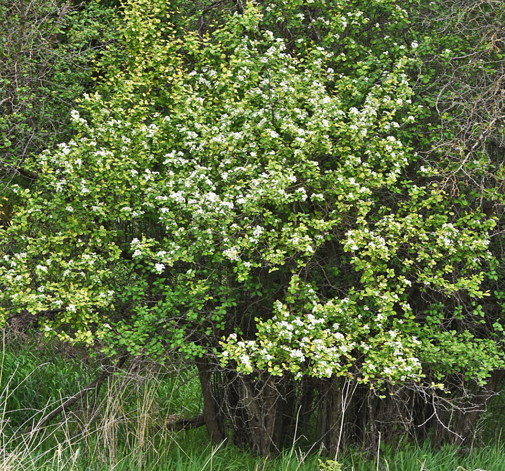 A photo of Crataegus douglasii in the wild