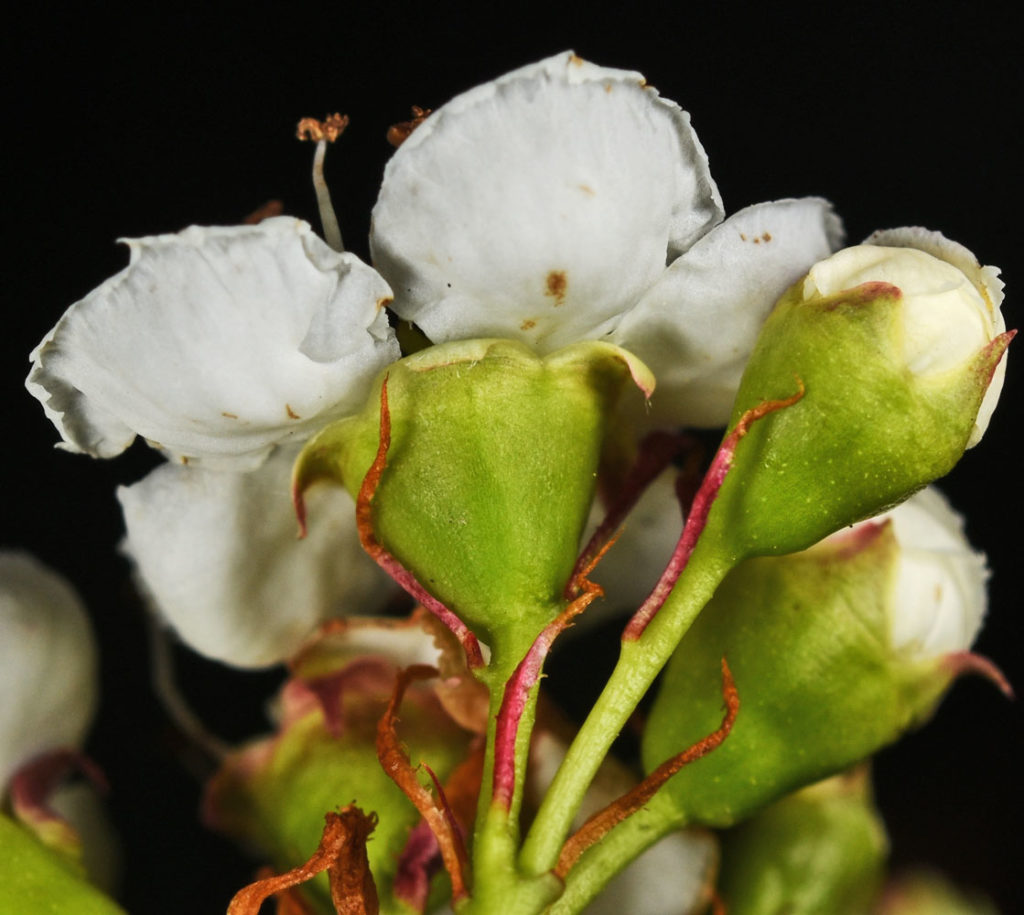 A photo of Crataegus gaylussacia flowers from the back