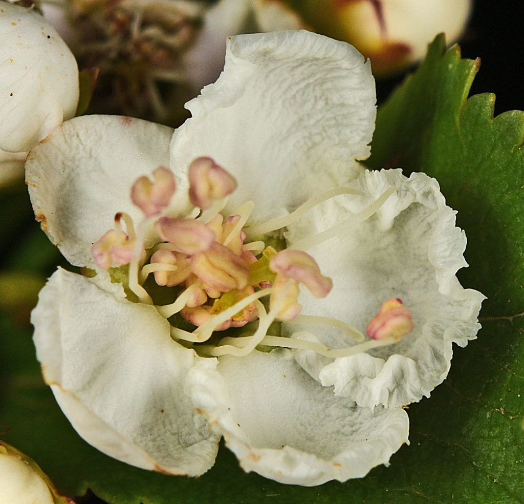 A photo of Crataegus gaylussacia flower in the wild