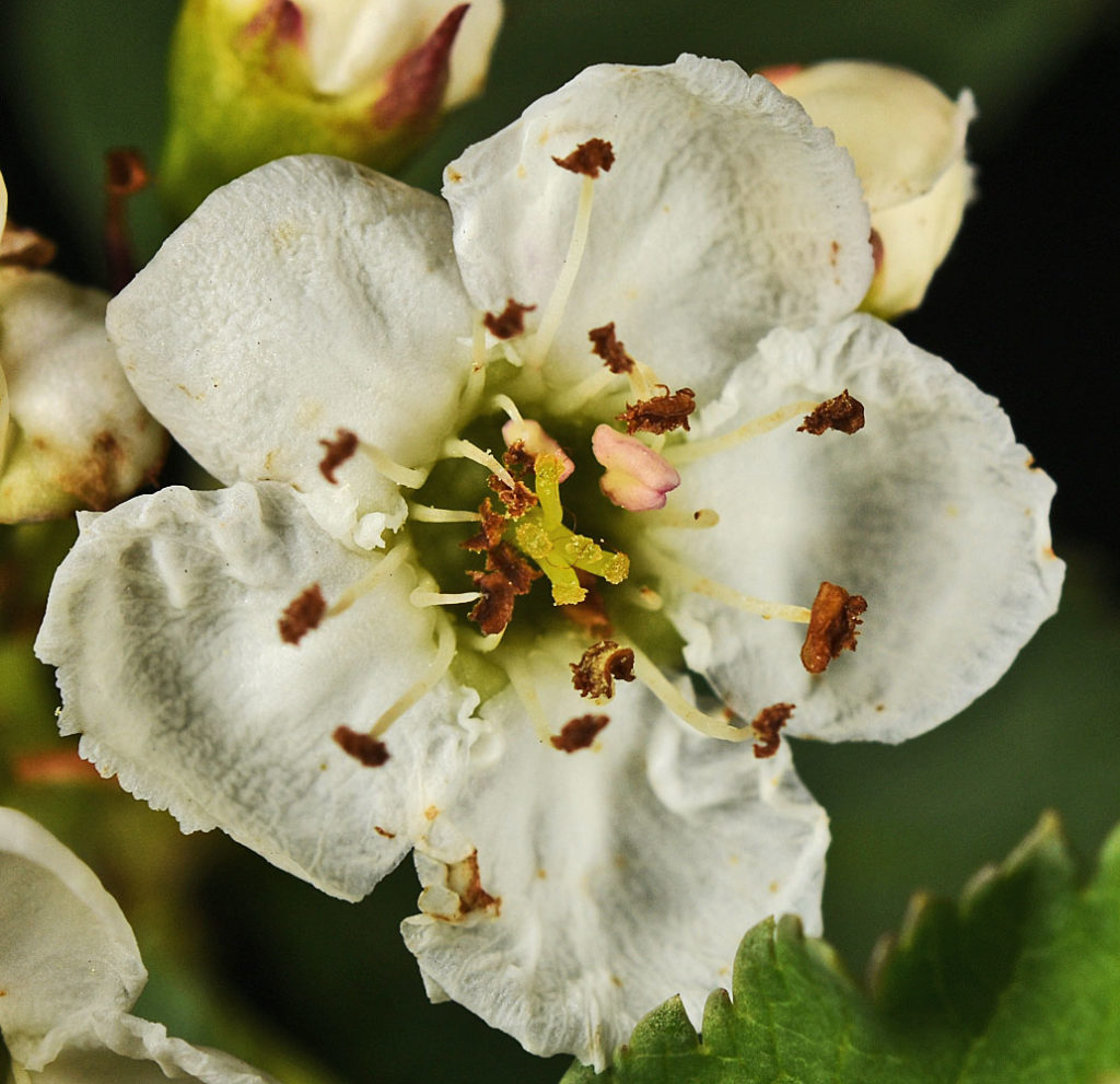 A photo of Crataegus gaylussacia flower