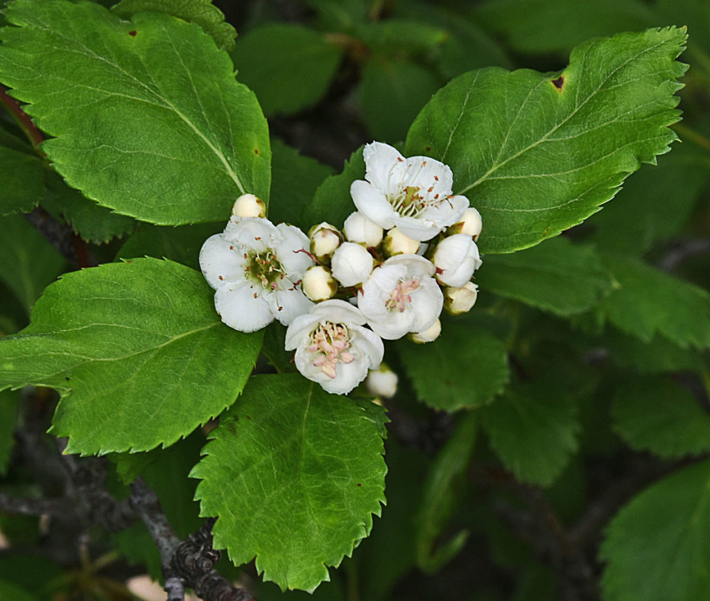 A photo of Crataegus gaylussacia flowers where it was so found