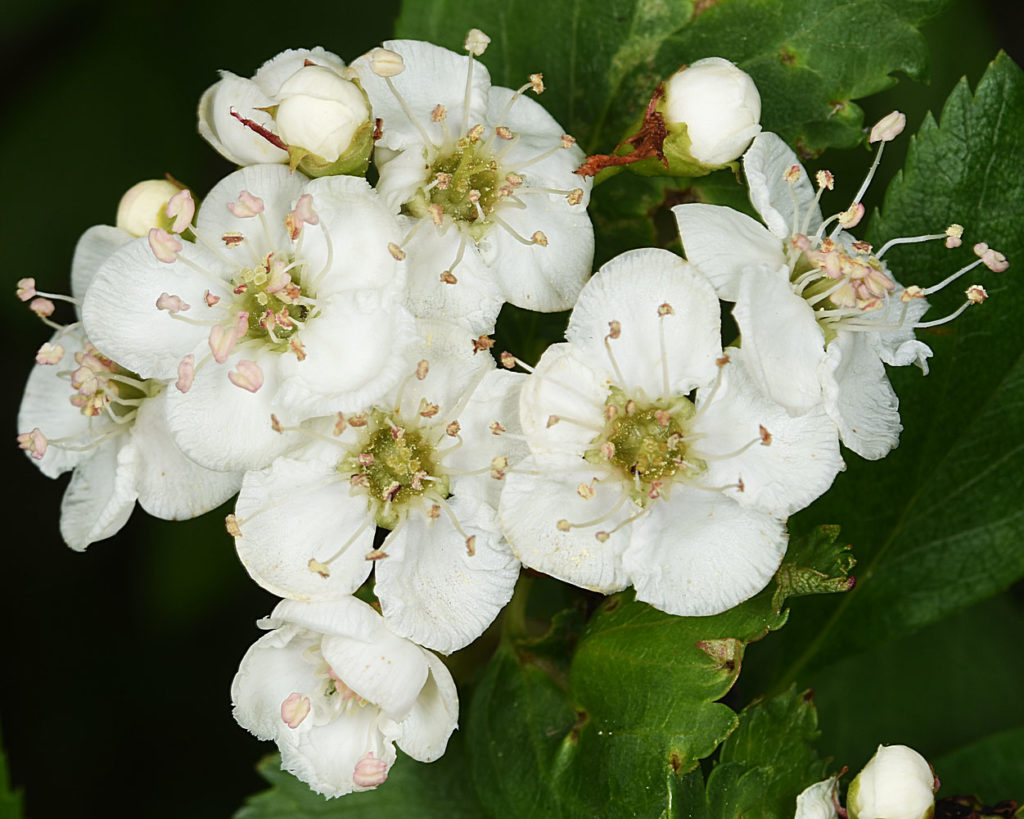 A photo of Crataegus gaylussacia flowers together
