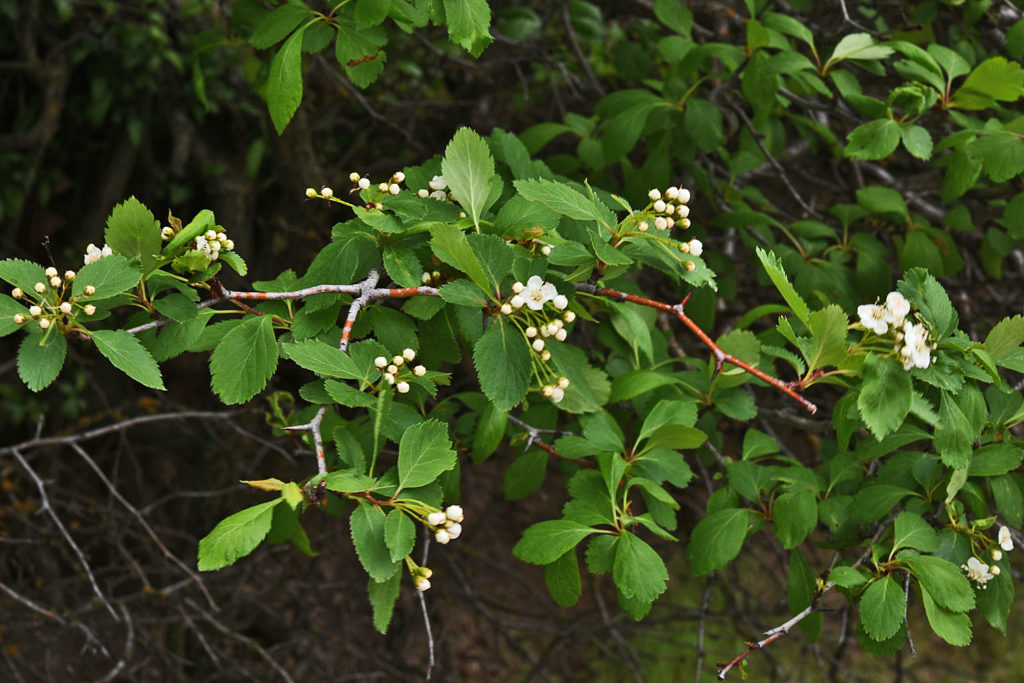 A photo of Crataegus gaylussacia where it was found