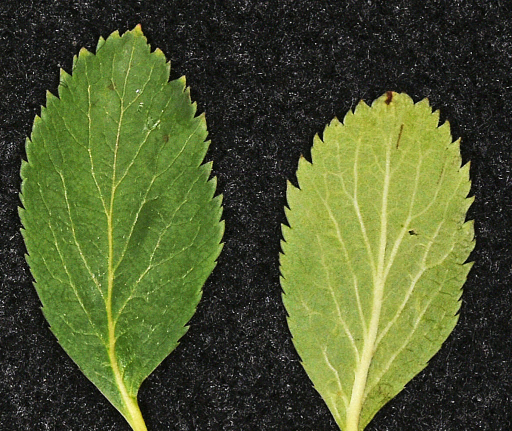 A photo of Crataegus gaylussacia leaves laid out