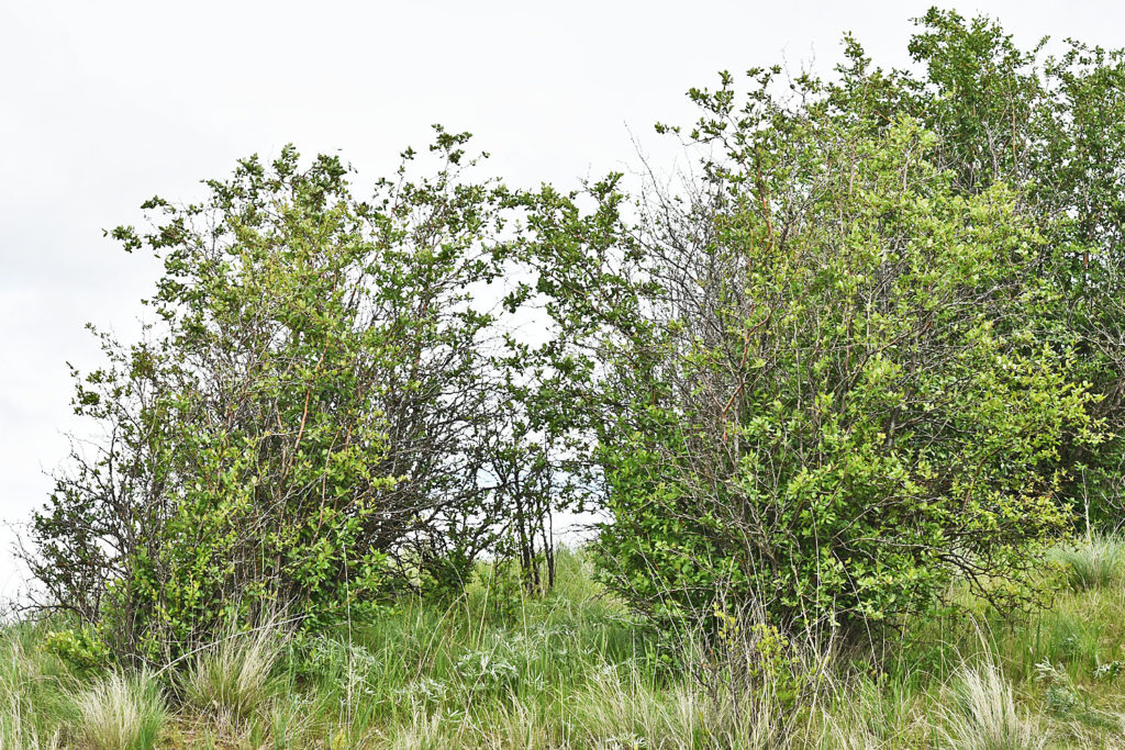 A photo of Crataegus gaylussacia