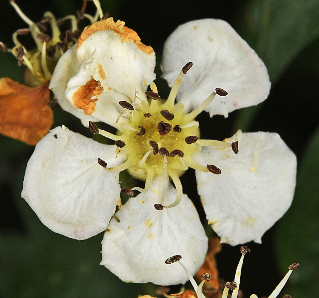 A photo of Crataegus monogyna flower with stuff