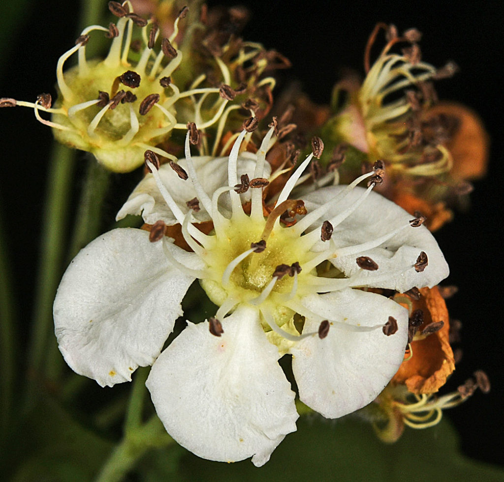 A photo of Crataegus monogyna flower from a different angle