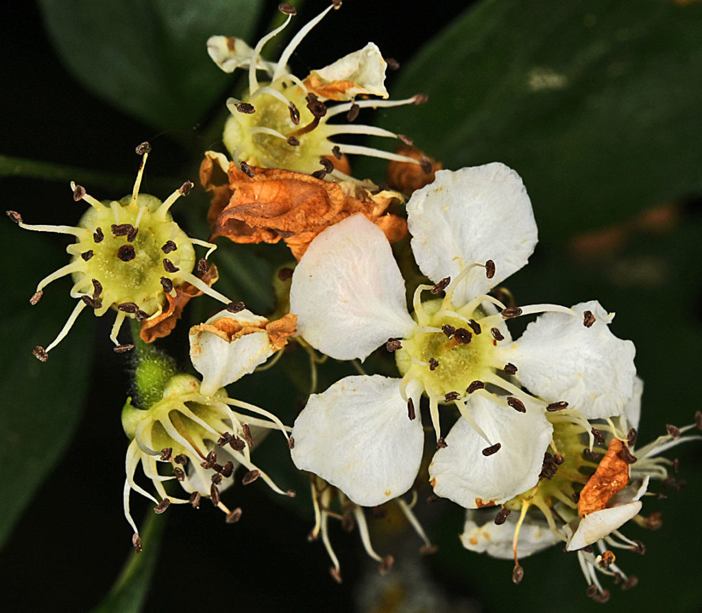 A photo of Crataegus monogyna flower and dead