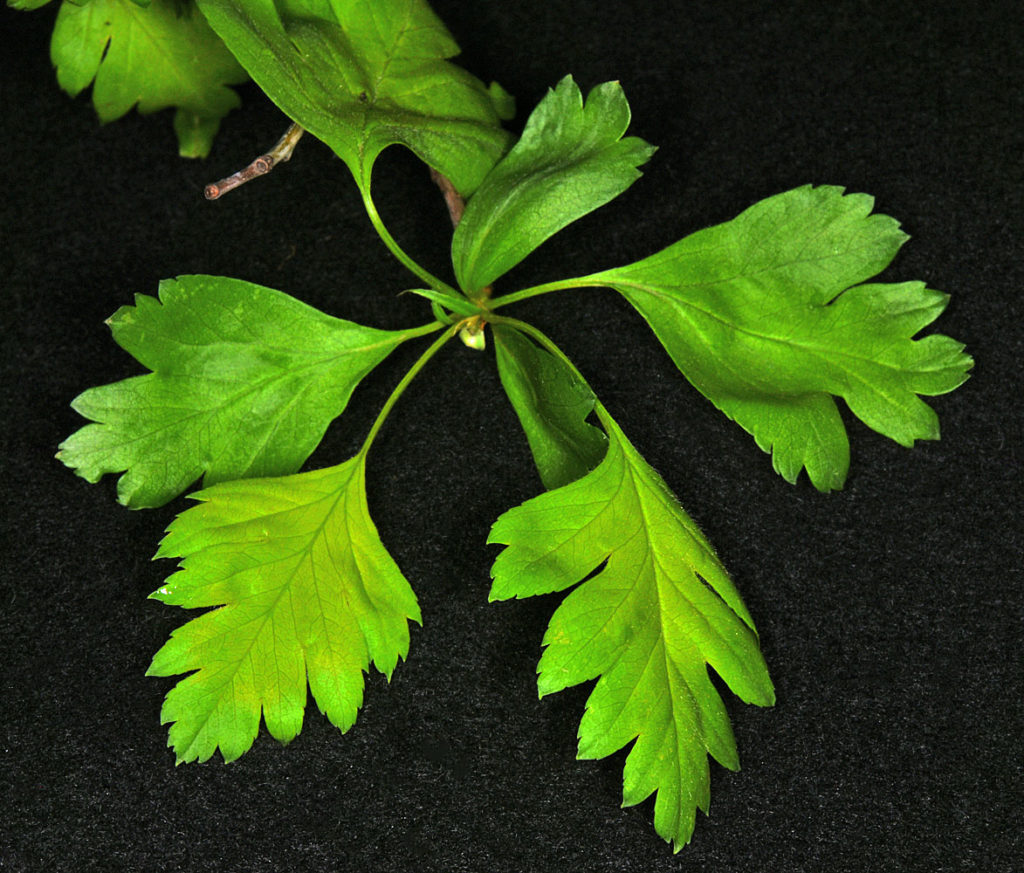 A photo of Crataegus monogyna leaves