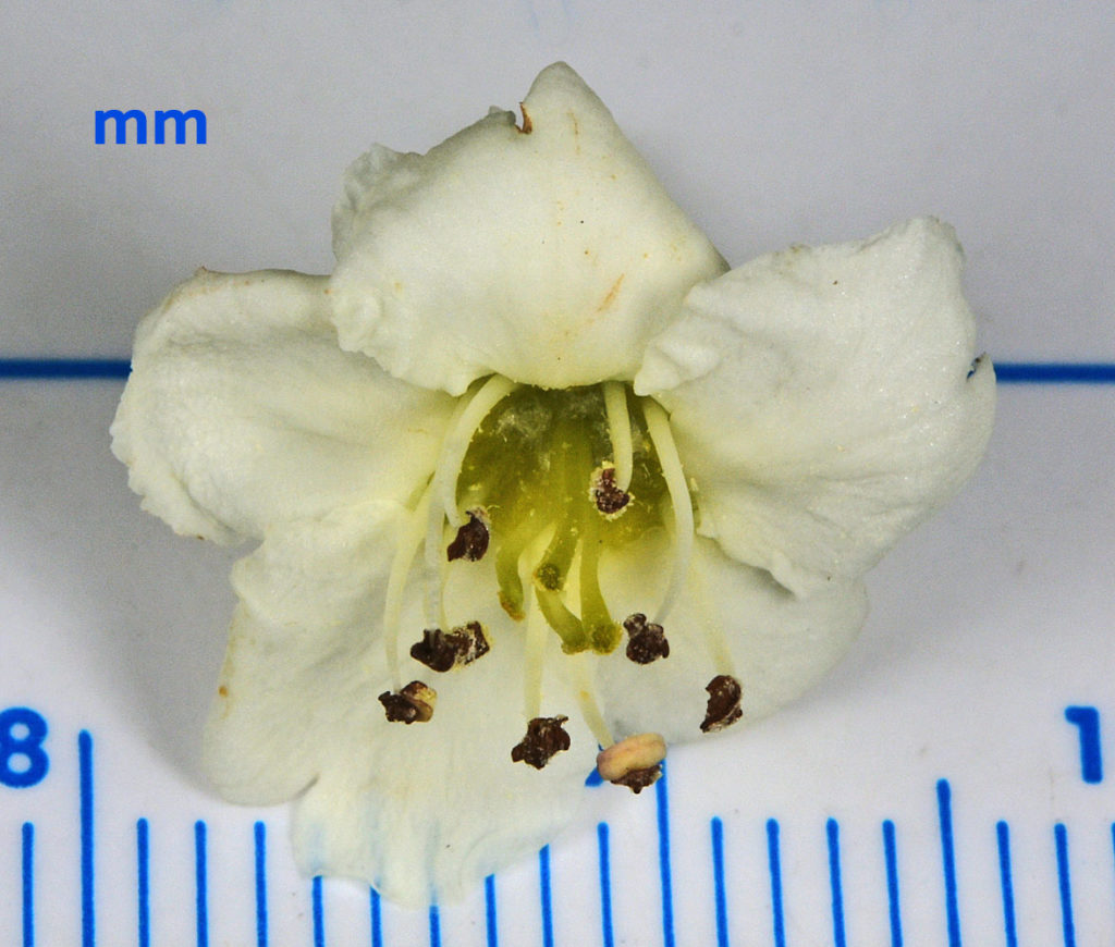 A photo of Crataegus okennonii flower on a ruler