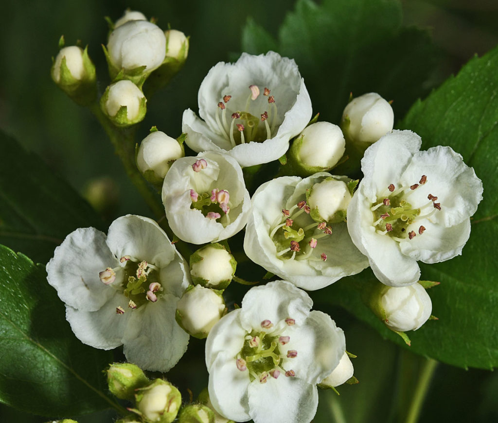 A photo of Crataegus okennonii flowers in the stages of blooming