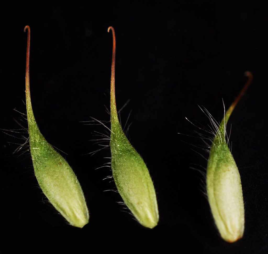 Flora of Eastern Washington Image: Geum aleppicum 4