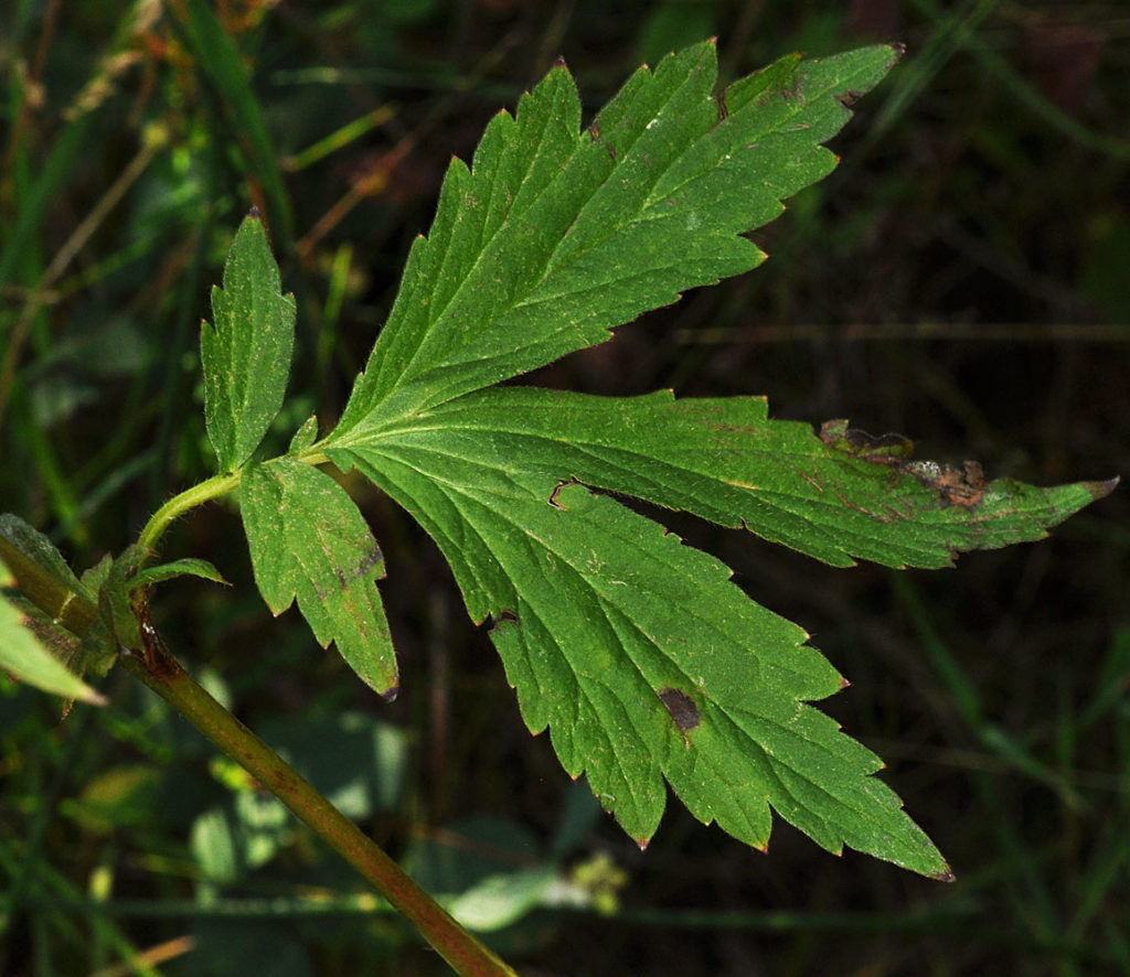 Flora of Eastern Washington Image: Geum aleppicum 2