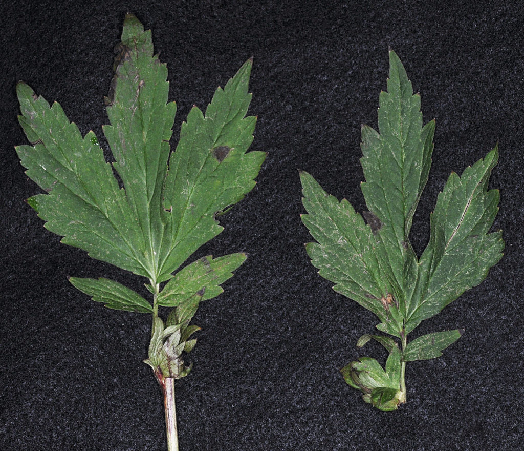 Flora of Eastern Washington Image: Geum aleppicum 1