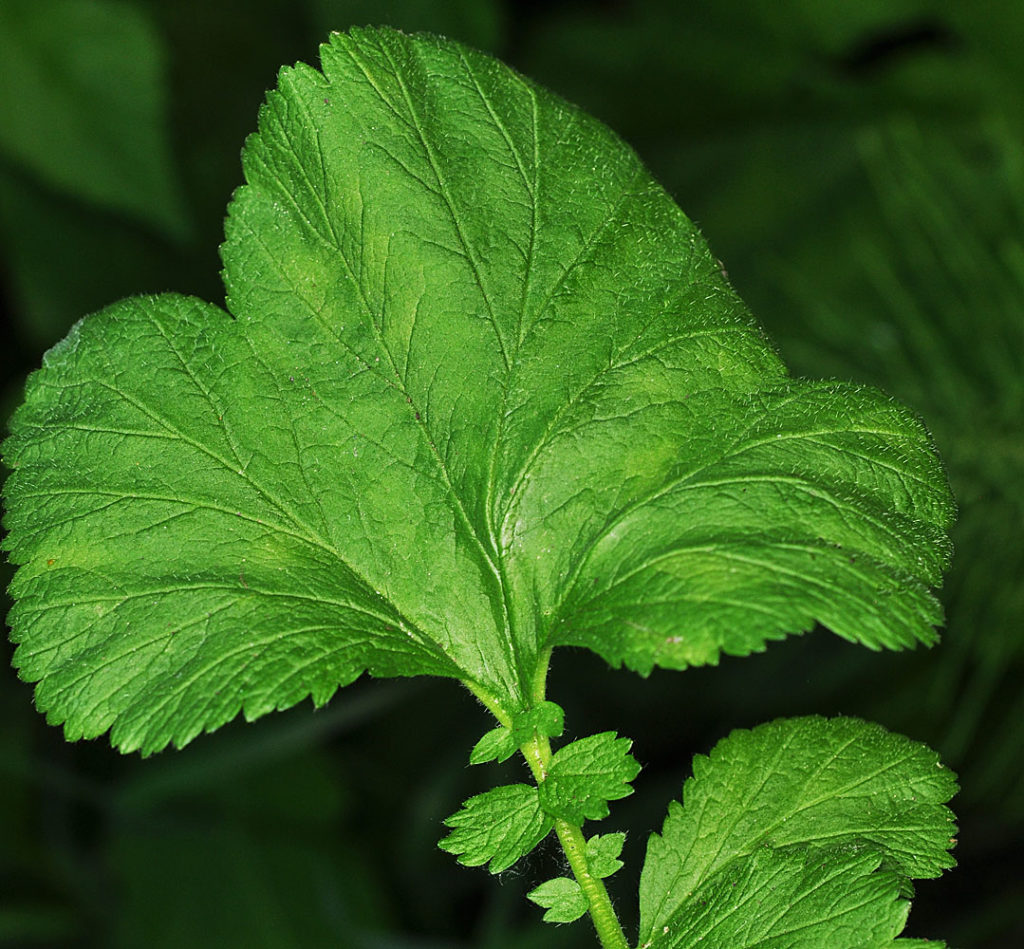 Flora of Eastern Washington Image: Geum macrophyllum 11