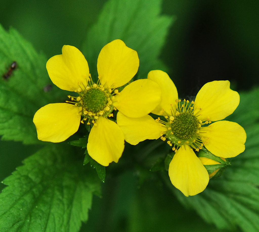 Flora of Eastern Washington Image: Geum macrophyllum 6