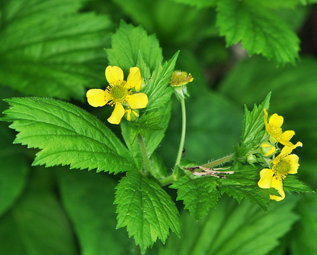 Flora of Eastern Washington Image: Geum macrophyllum 5