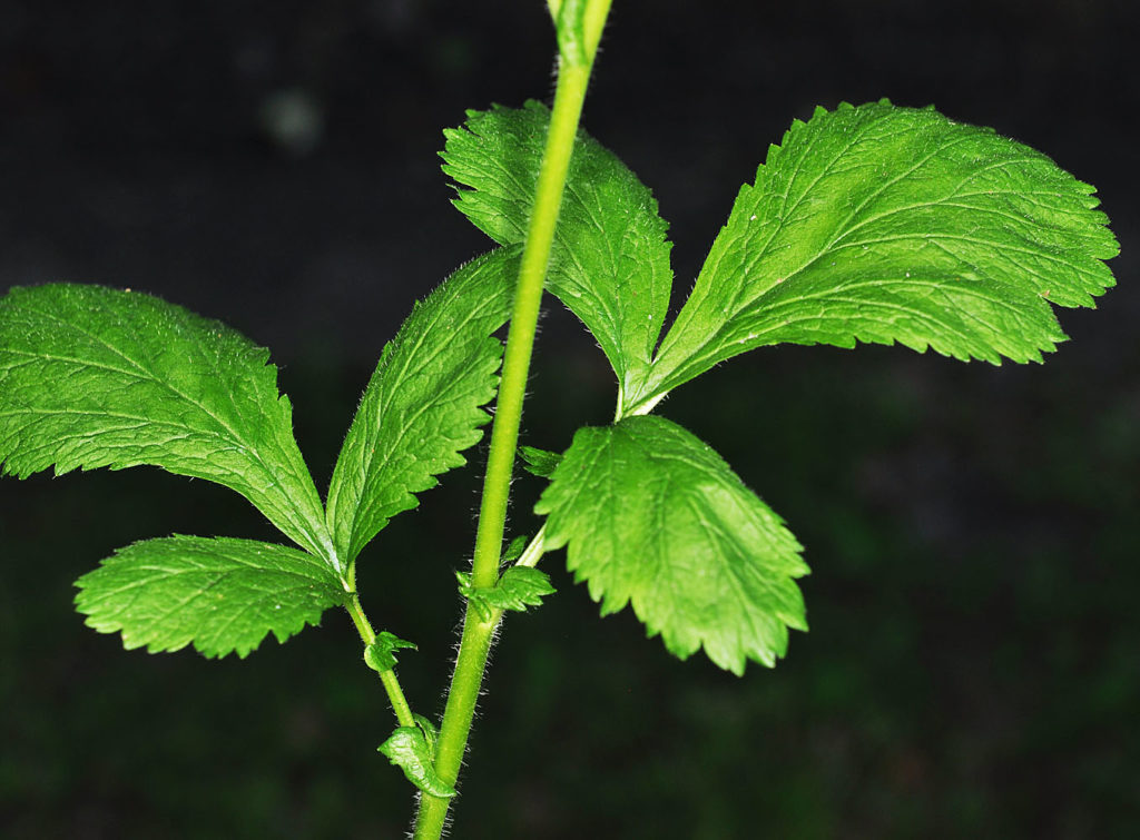 Flora of Eastern Washington Image: Geum macrophyllum 3