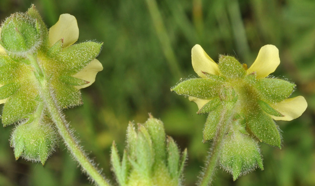 Flora of Eastern Washington Image: Geum macrophyllum 18