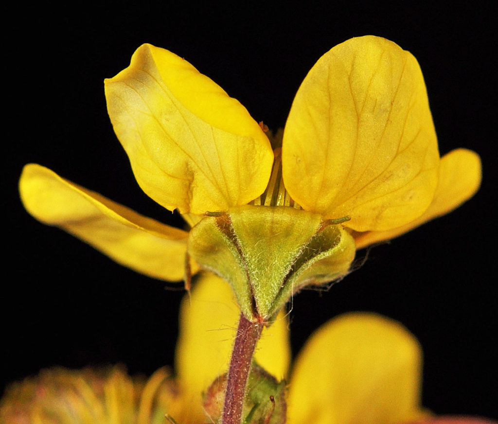 Flora of Eastern Washington Image: Geum macrophyllum 22