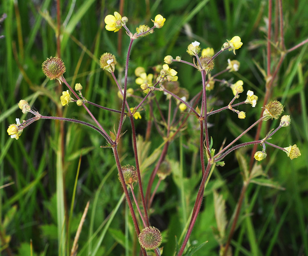 Flora of Eastern Washington Image: Geum macrophyllum 20