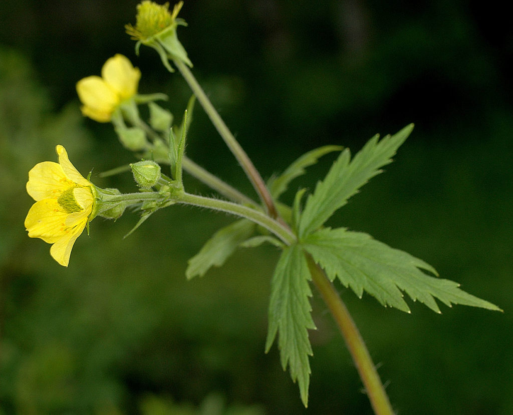Flora of Eastern Washington Image: Geum macrophyllum 13