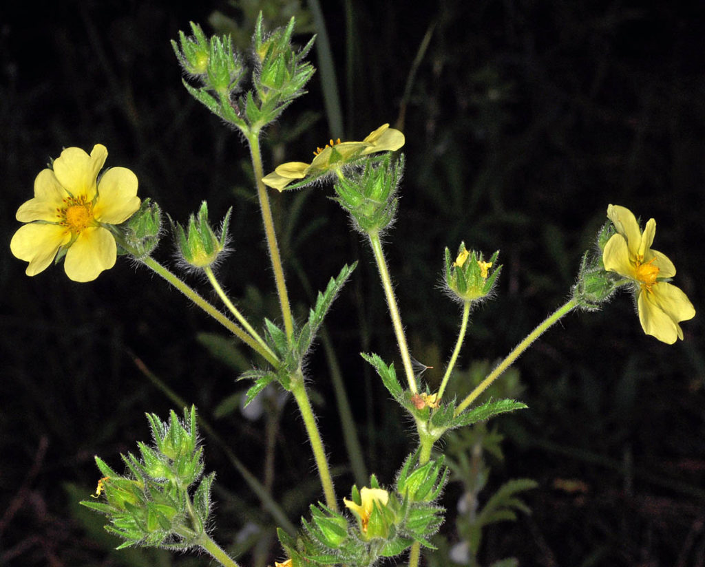 Flora of Eastern Washington Image: Potentilla recta 2