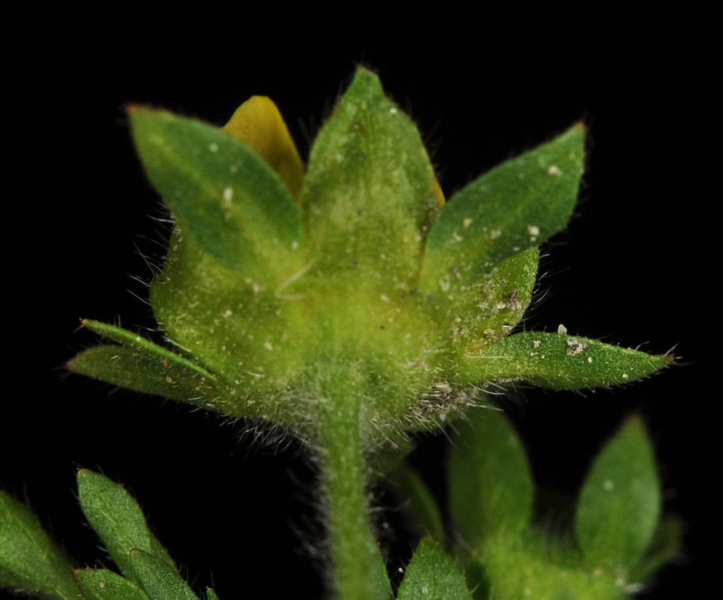 Flora of Eastern Washington Image: Potentilla supina 11