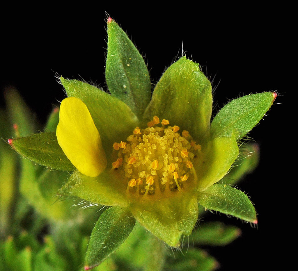 Flora of Eastern Washington Image: Potentilla supina 10