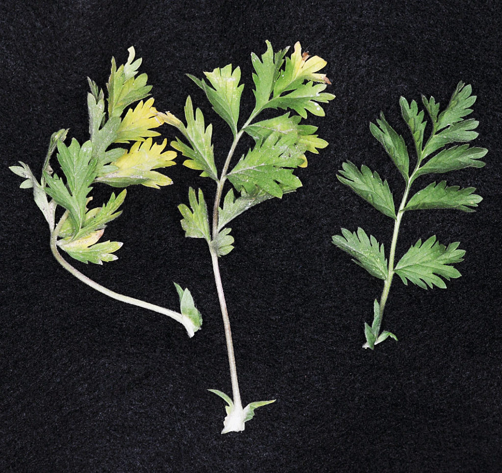 Flora of Eastern Washington Image: Potentilla supina 17